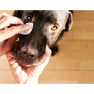 Вологі серветки Pet Eye